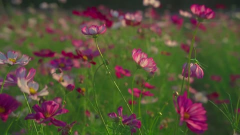 Is this flower a chrysanthemum