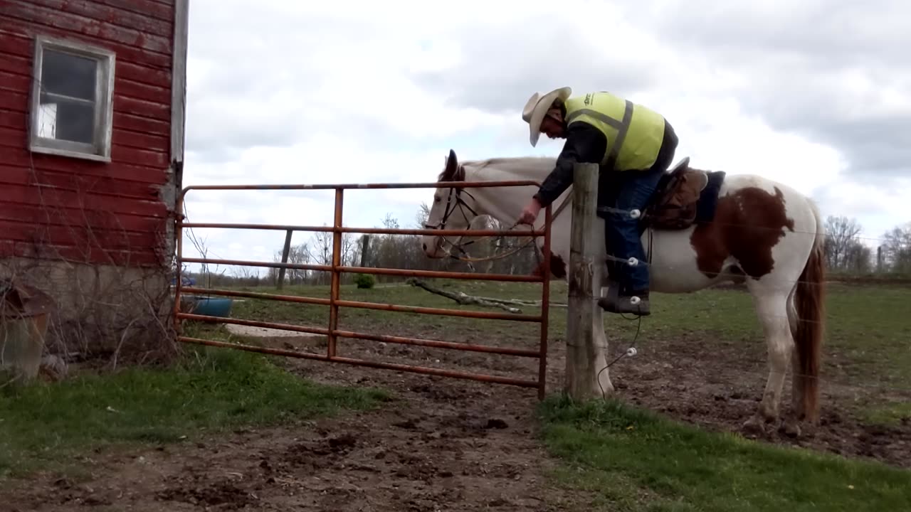 Romeo working his first gate 3 May 2023