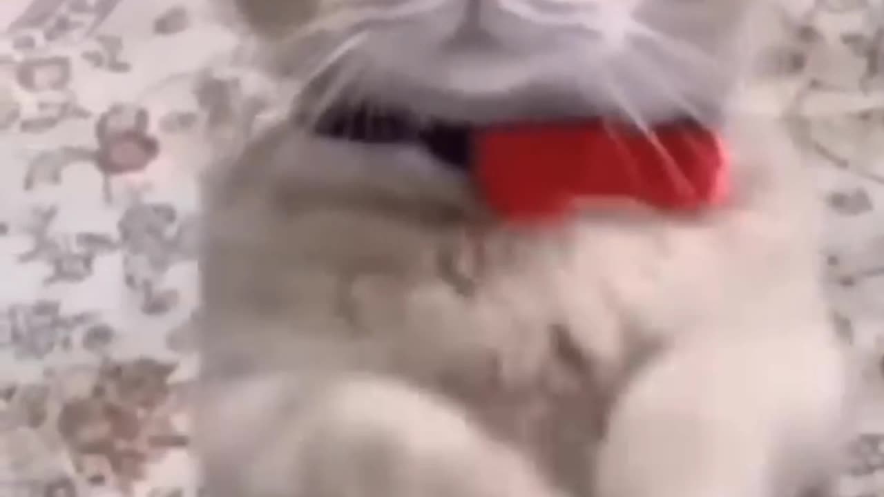 Cat Funnyest Video's 2023 😆😹