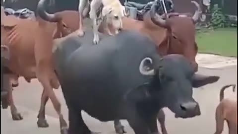 Funny animal