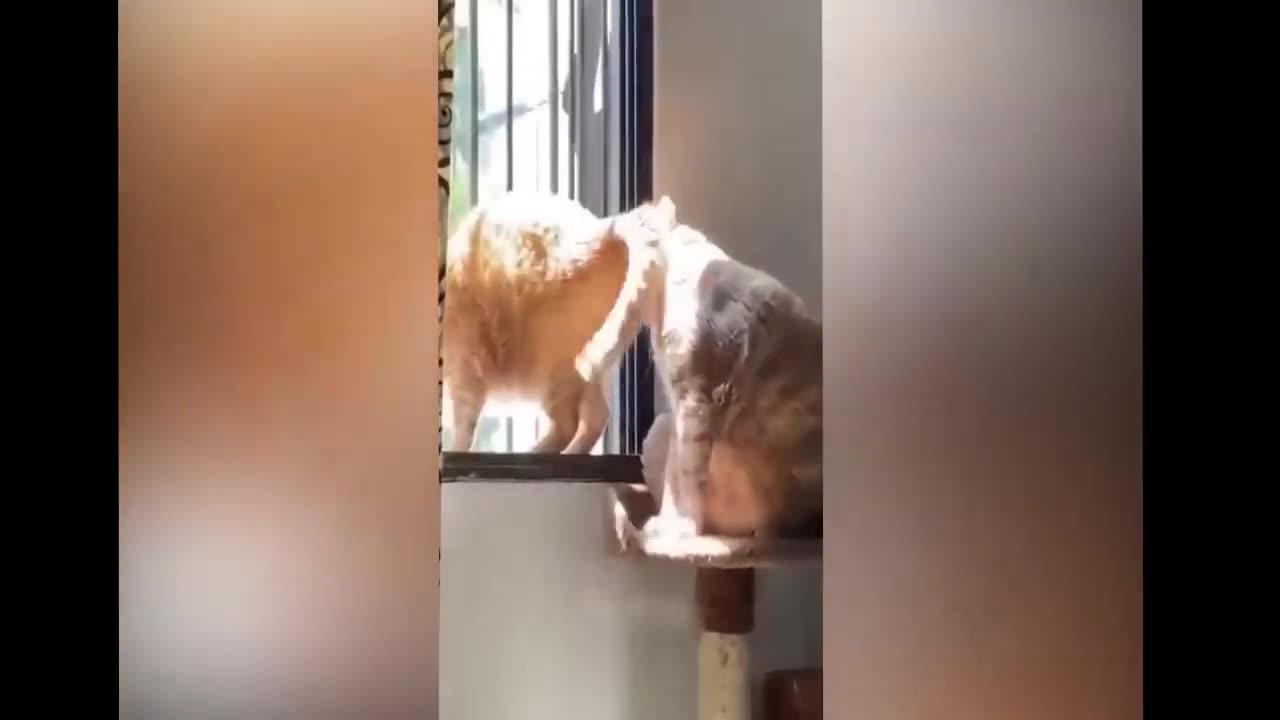 Cute cat funny memes 😂😂😂