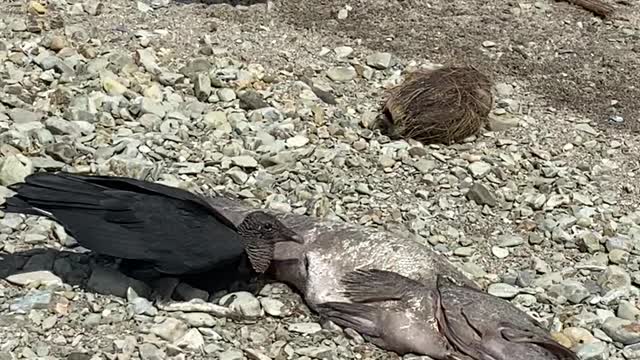 Raptors eating a huge fish at the beach