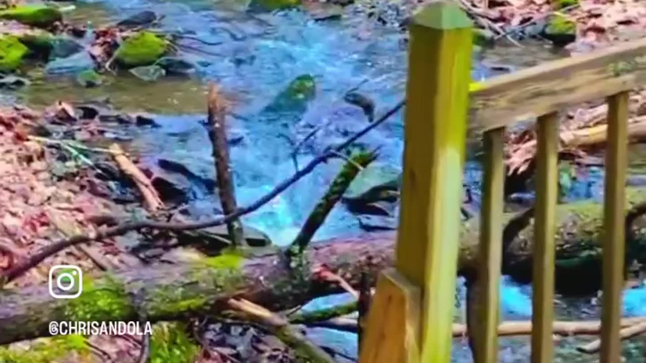 FOREST BRIDGE OVER A RIVER