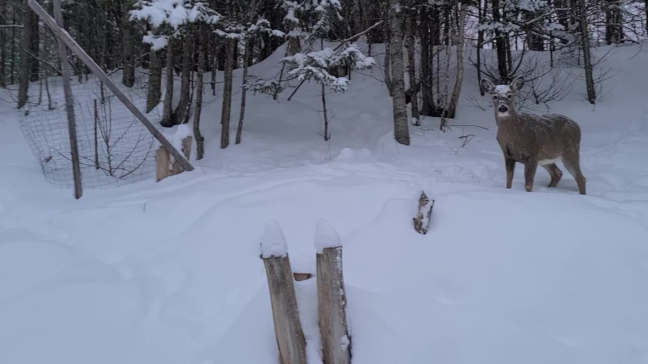 A very snowy day for the deer