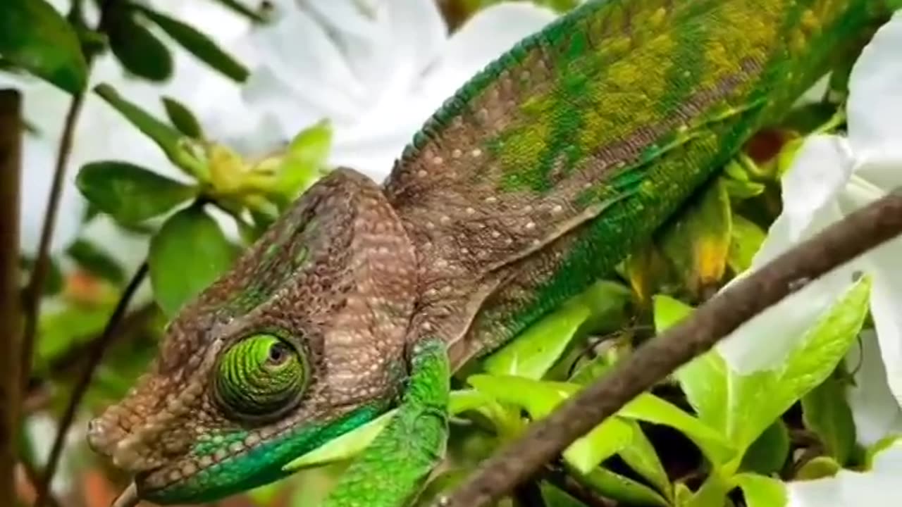 Beautiful chameleon