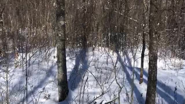 Buck bedding on Buckout Mountain