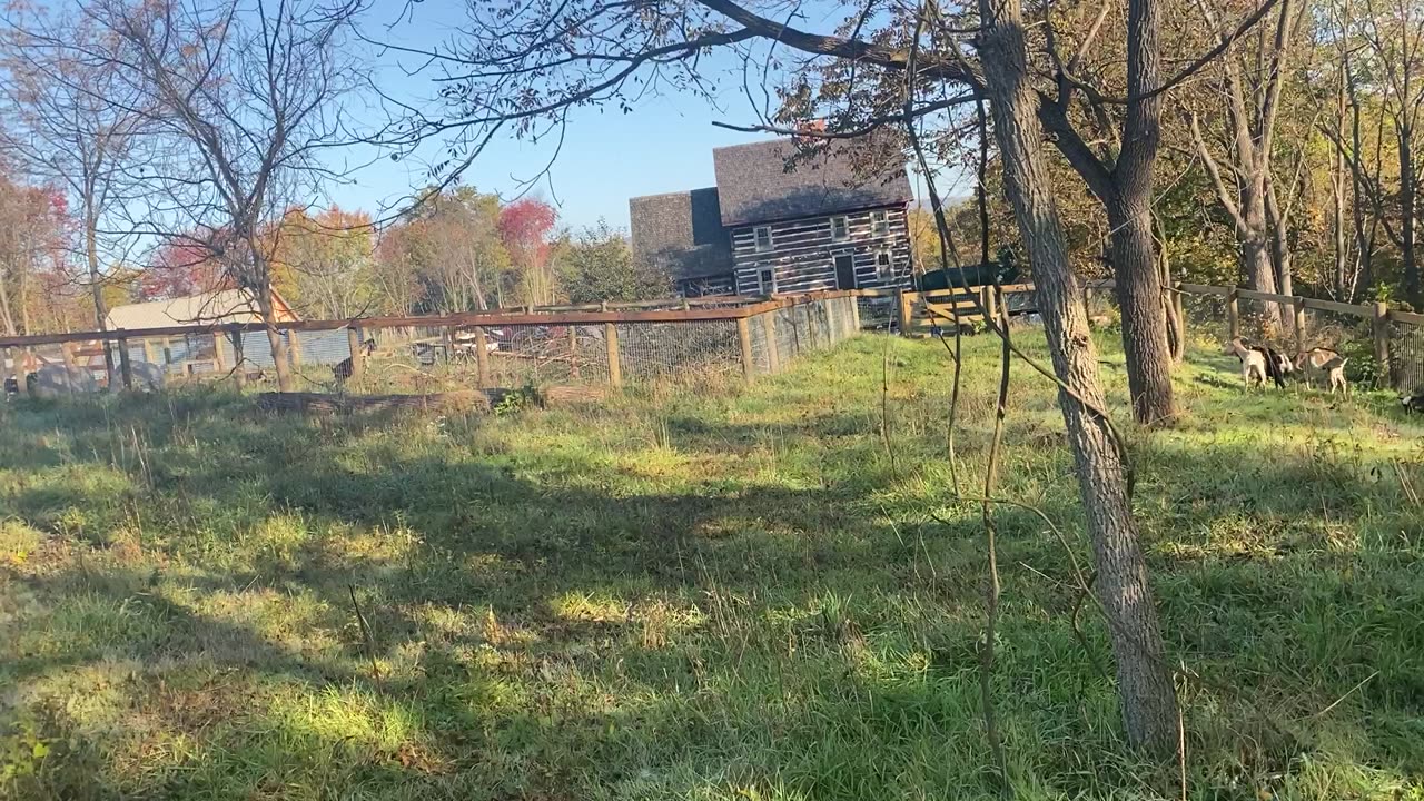 Goat Buck Helper Chasing the Ladies 10.2022