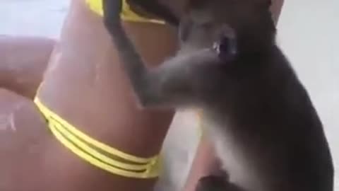 monkey feeling up a chick in a bikini