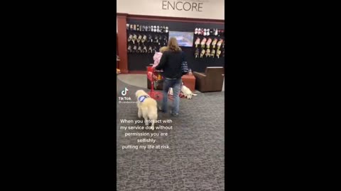 "Heartwarming Service Dogs on TikTok! 🐾 Try Not to Cry Compilation 😢"