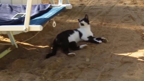 Cute Egyptian Beach Cat