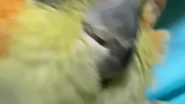 Bird can smile