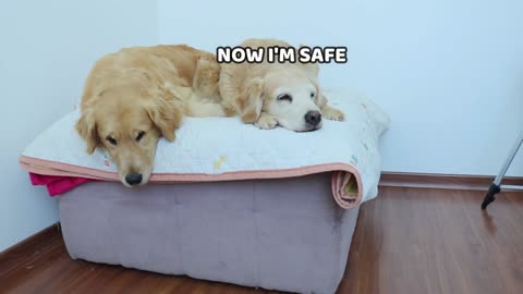 Golden Retriever REACTS to Robotic Vacuum!- Our Pets 🐶