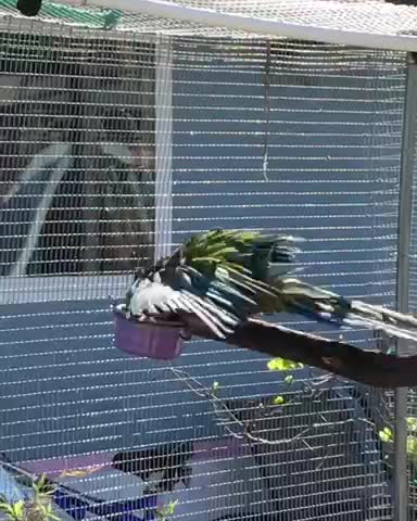 Macaw takes bath