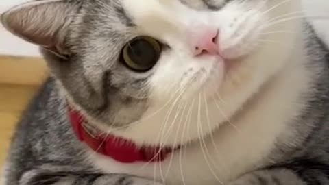 Cute Cat