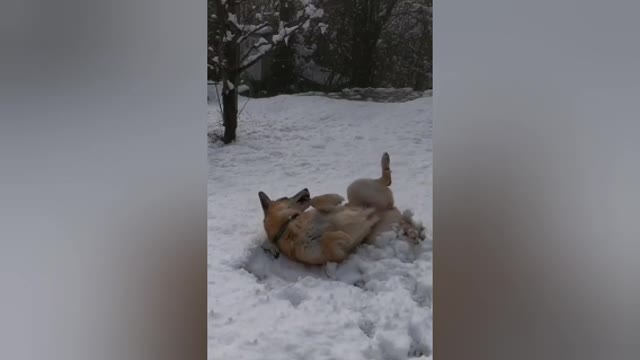 Ice cream Dog training Videos and Funny training Videos
