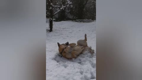 Ice cream Dog training Videos and Funny training Videos
