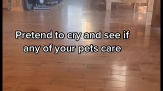 Do Pets Care If You Cry?