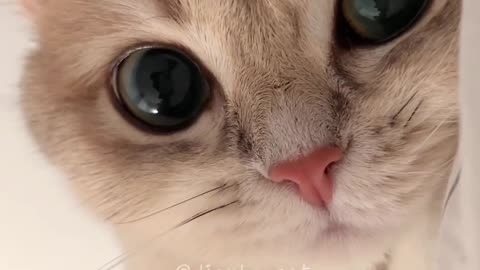 Cute cat