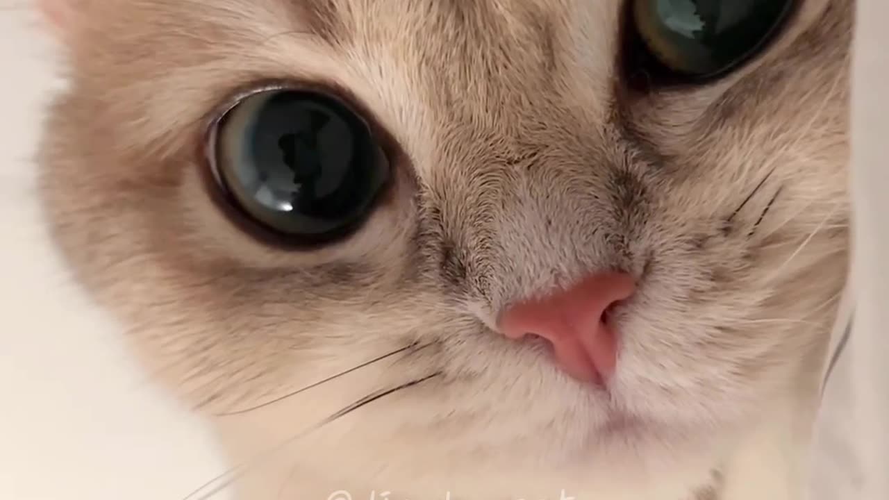 Cute cat