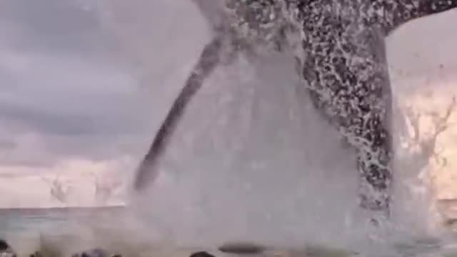 shark jump out of water