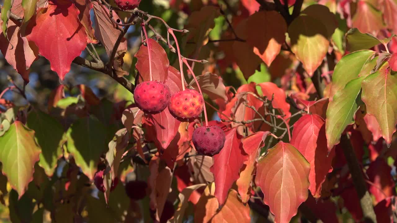 Nature Red Balls In Fall