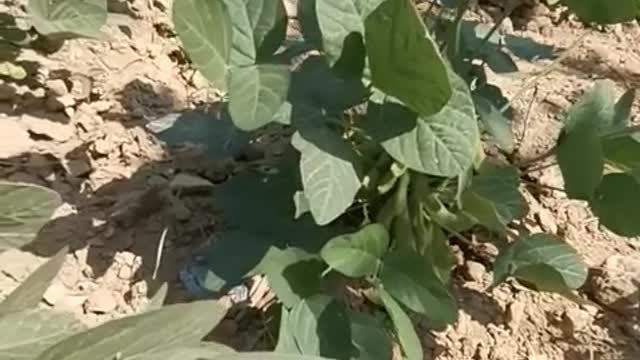 Grows in front of my house, they say it's edible