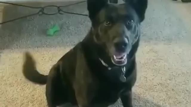 Patriotic Dog Gets Biden Voter!