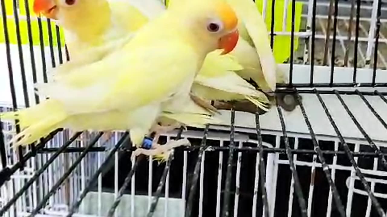 Beautiful lovebirds imported Cremino pairs ❤️