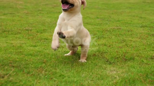 Dog Running on grass land video