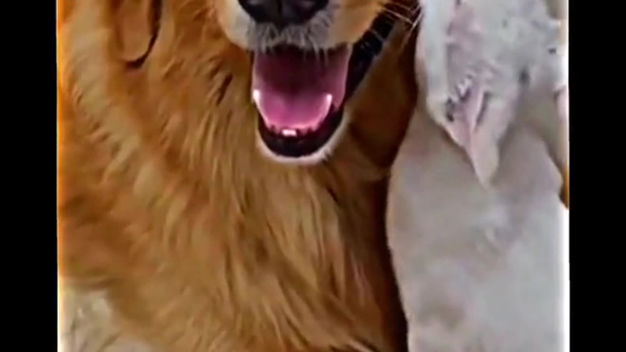 Touching video of a cat and a dog