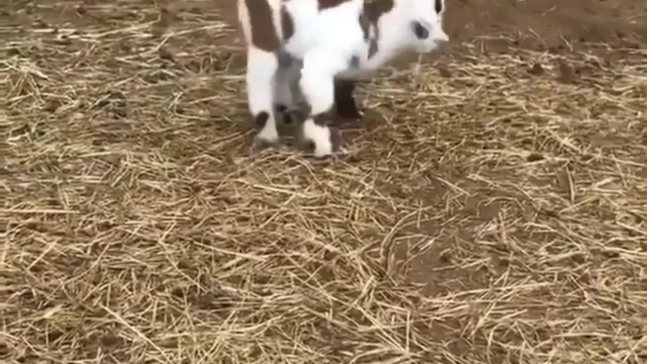 Cute goat somersaults