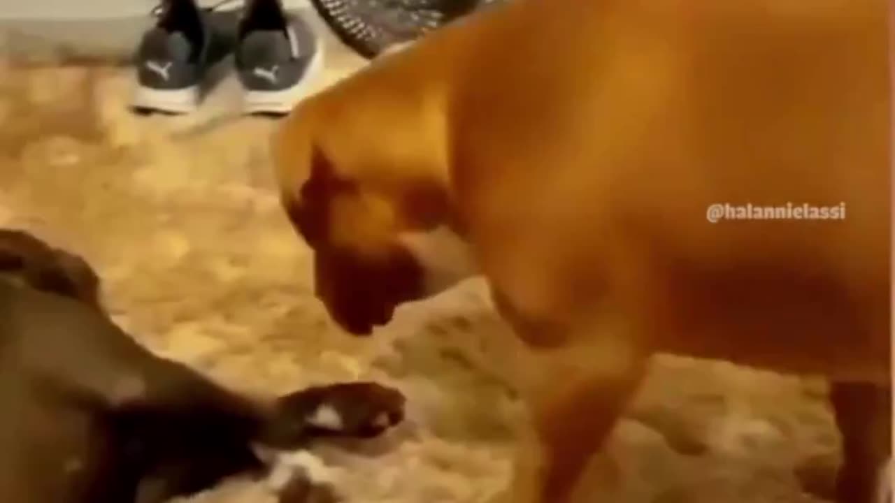 Funny dogs