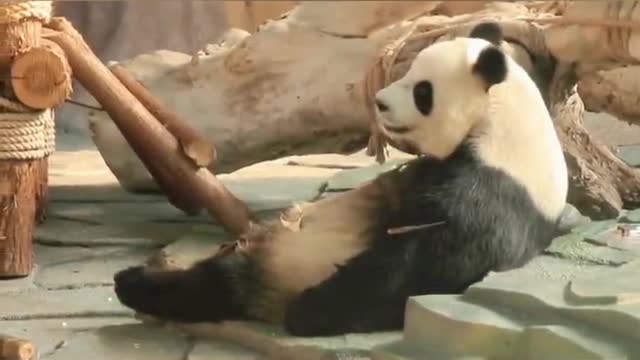 Giant panda animals