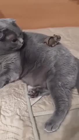 🐈America:s most wanted Funny’s cat 🐱 video