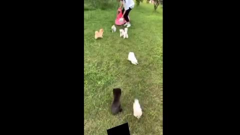 pet playing with girls showl fany video