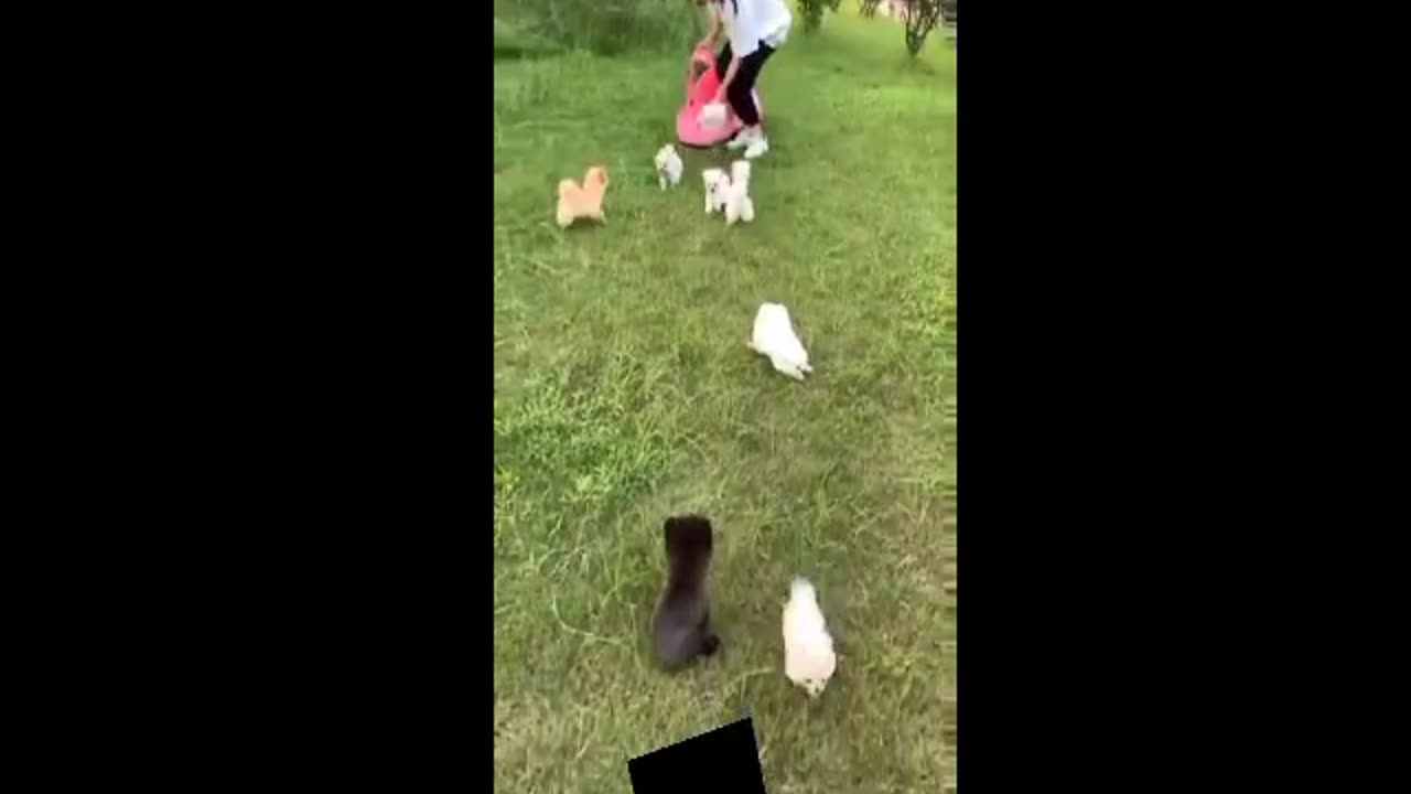 pet playing with girls showl fany video