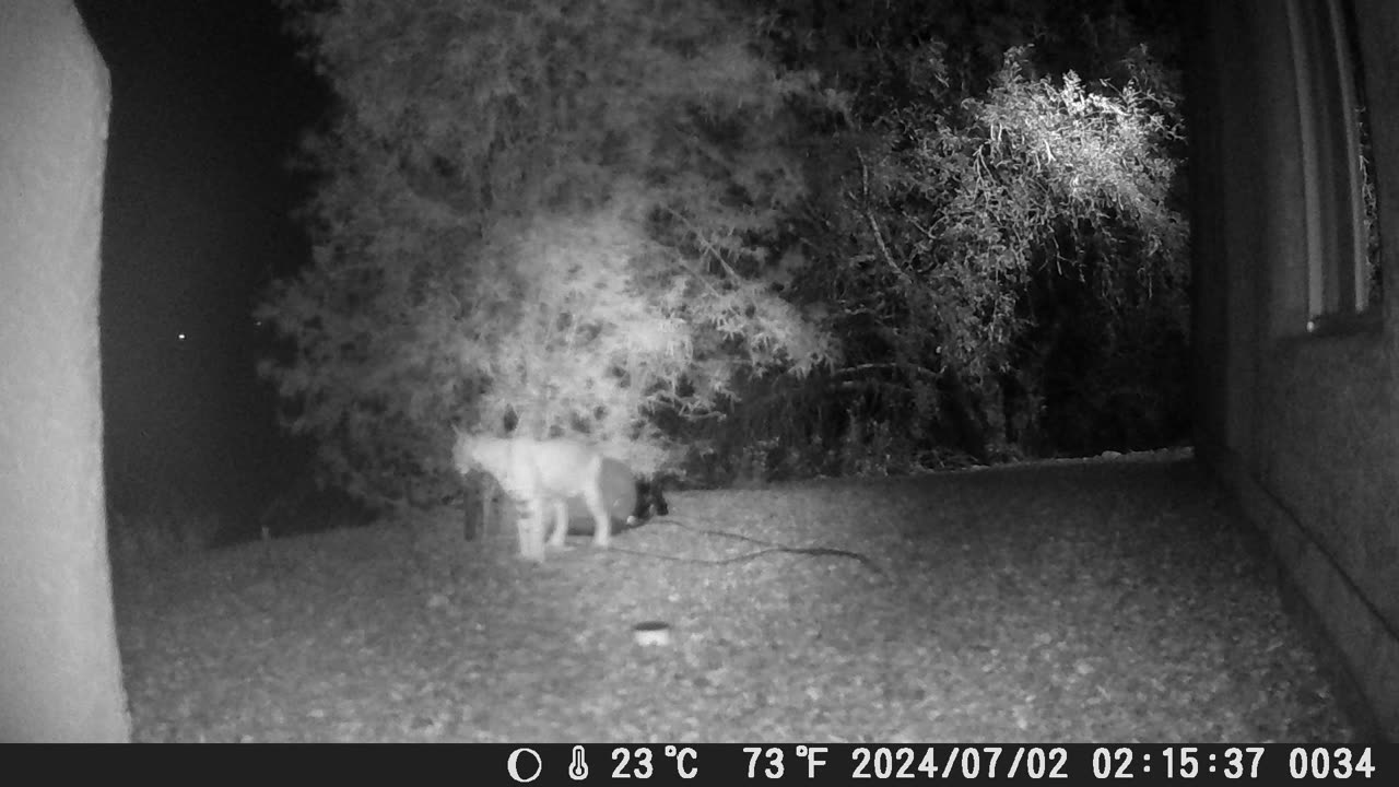 Bobcat wanted a drink but Javelina knocked the water over