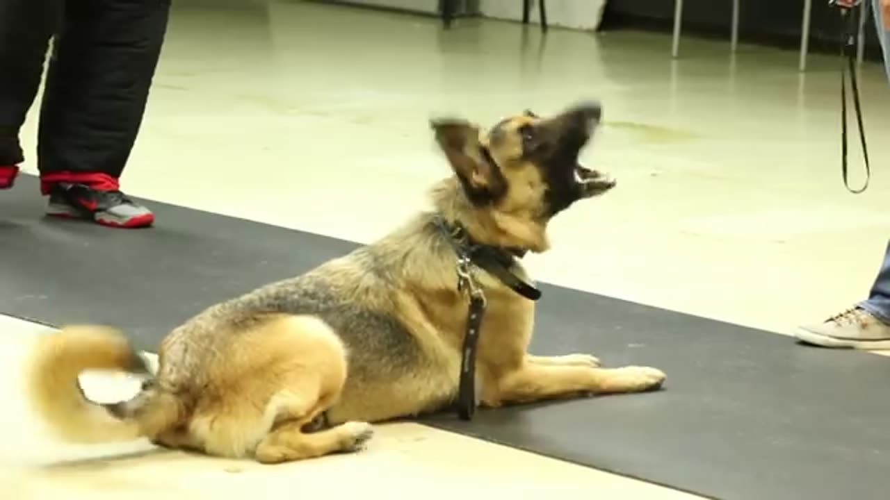 Dog