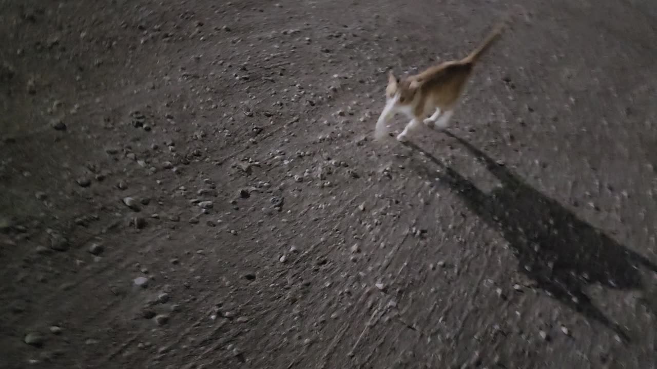 I COMMAND YOU TO FOLLOW ME THE SUPERIOR