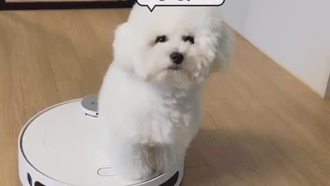 오빠달료~~🐩