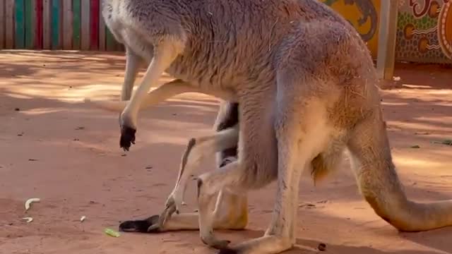 Baby Kangaroo in Pouch