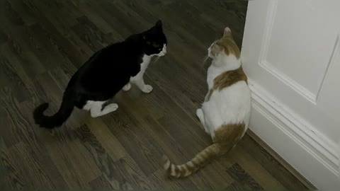 Crazy Cat Fight