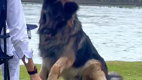 Dog training video