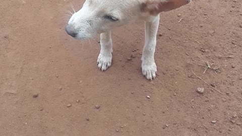 Wooo, Can dog do this