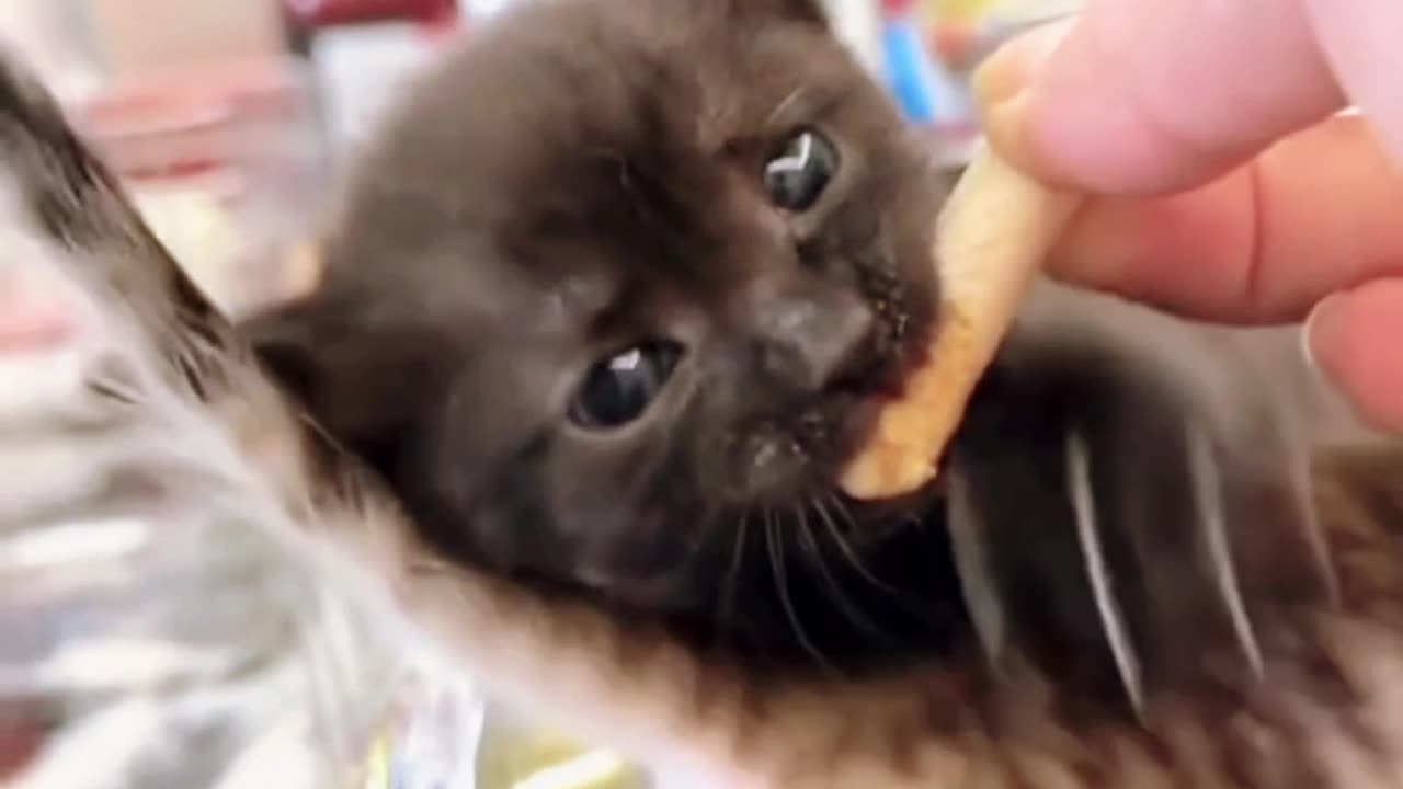 Two kittens! Funny kitten videos