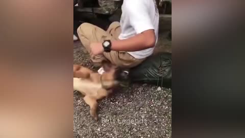 Funniest Animal's 2023