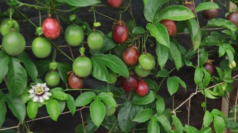 Passiflora Edulis 10 Seeds, Purple Edible Passion Fruit Vine Flowering Climber Video #2