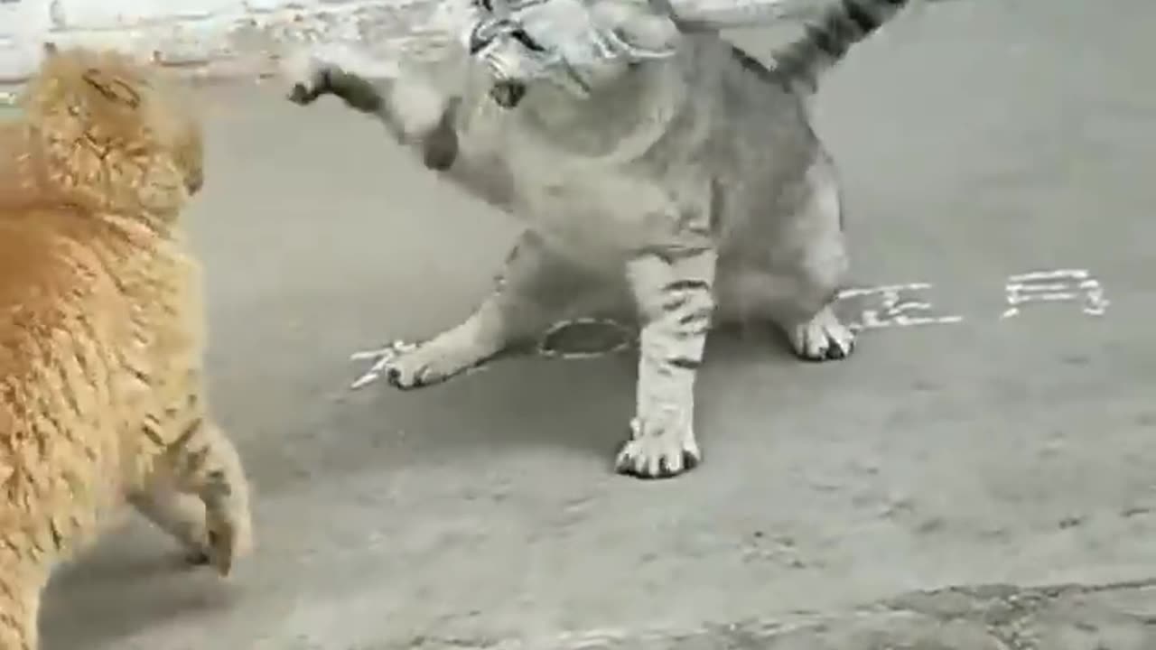 Cats 🐈#cat #kitty #catfunnyvideo #catlover #cutecat