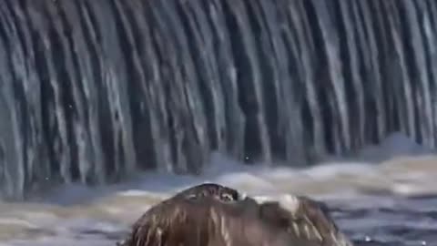 The Osprey catches two fish