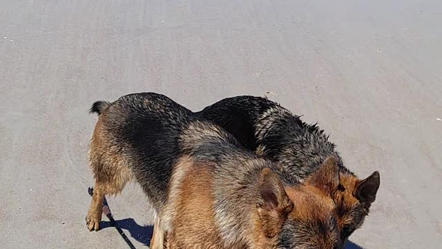Rome and Jules playing at the beach